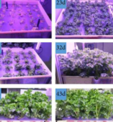 高盐度废水回用作为植物水培植物营养培养基是否可行