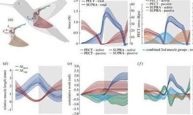 蜂鸟飞行可以为飞行器的仿生学提供见解