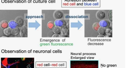新的荧光传感器揭示了一种参与细胞间相互作用的关键蛋白质