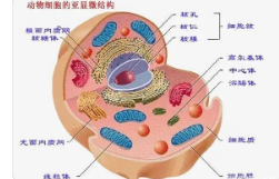 细胞胶打开了构建组织和器官的大门