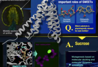 揭示糖和植物雄性生育能力基础激素的选择性运输
