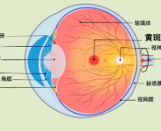 研究表明在分离的视网膜类器官中重新形成突触连接