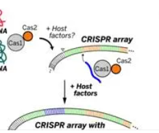 揭示新发现的CRISPR免疫系统的结构和功能