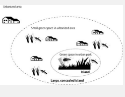 城市公园周围散落的绿地可能会影响生物多样性