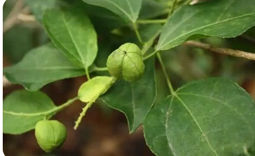 巴豆是一种常见的植物其种子和根部常被用于医学目的