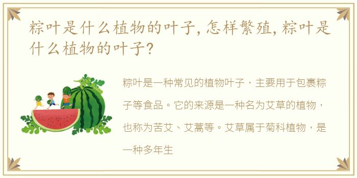 粽叶是什么植物的叶子,怎样繁殖,粽叶是什么植物的叶子?