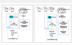 Menin的缺失有助于推动衰老过程膳食补充剂可以逆转小鼠的衰老过程