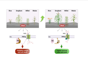 新基因发现为提高作物的耐碱性指明了方向