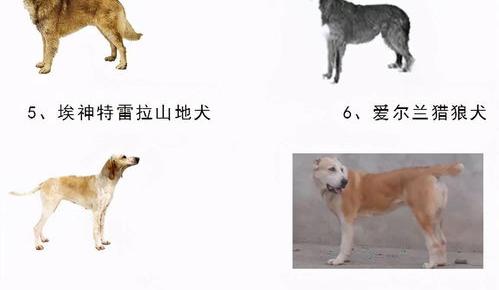 威尔士梗优缺点？ 威尔士梗是禁养犬吗