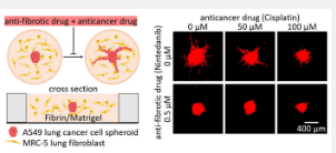 成纤维细胞抑制剂辅助抗癌药物抑制癌细胞生长