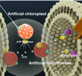 评估产生能量的合成细胞器如何维持人造细胞