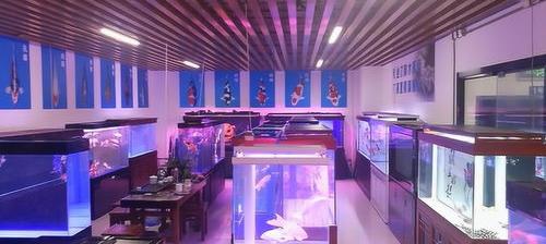 水族店是什么？ 水族店