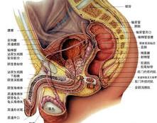前列腺炎是什么症状？ 什么是前列腺炎有哪些症状