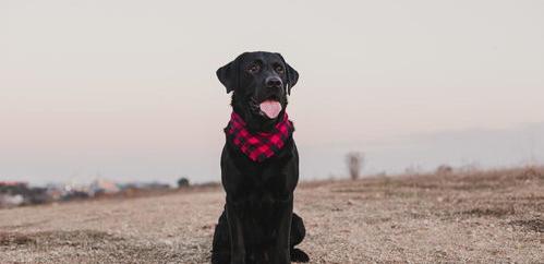 拉布拉多犬怎么训练？ 拉布拉多小时候怎么训练