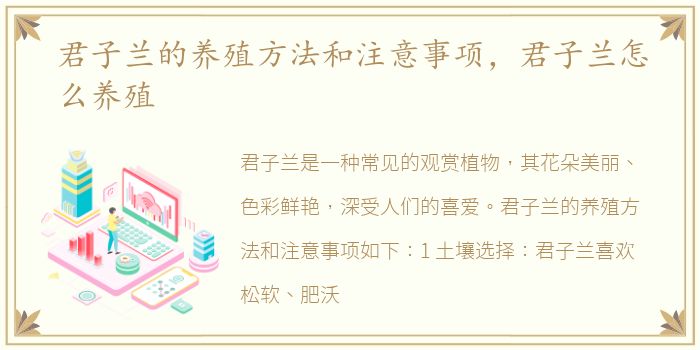 君子兰的养殖方法和注意事项，君子兰怎么养殖