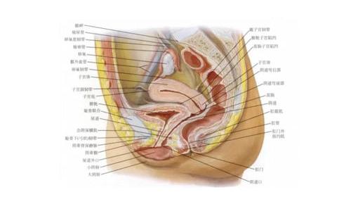 女性左下腹部疼痛胀气是怎么回事？ 左下腹疼痛是什么原因女性