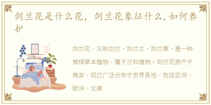 剑兰花是什么花，剑兰花象征什么,如何养护