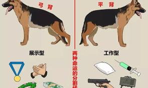 西德和东德牧羊犬的区别？ 东德与西德牧羊犬区别