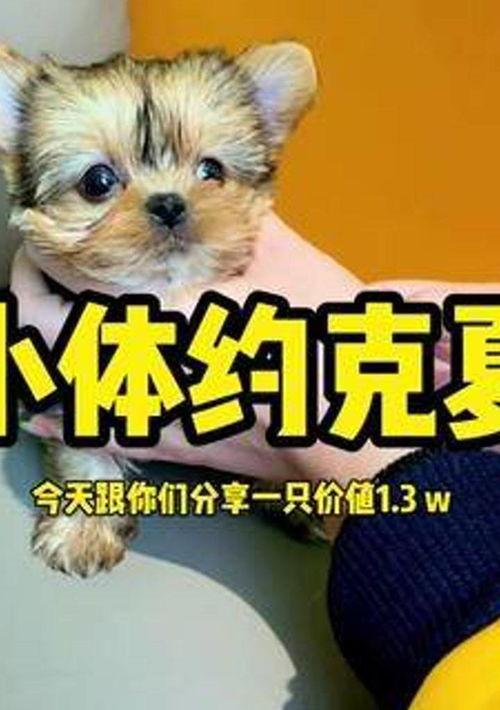 宠物店买狗，怎样辨别狗狗是否健康,《约克夏🐶》四川成都卖价多少 成都约克夏价格