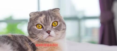 狸花猫的特征和品种？ 猫的种类介绍和特点