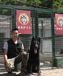 东德牧羊犬禁养吗？ 东德牧羊犬是禁养犬吗