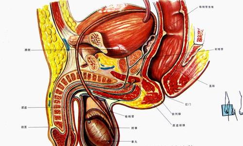 前列腺炎治疗的费用要多少？ 治疗前列腺炎大概需要花费多少钱