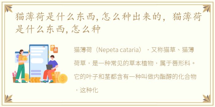 猫薄荷是什么东西,怎么种出来的，猫薄荷是什么东西,怎么种