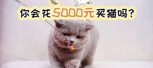 十大宠物猫的品种及价格 猫的价格大全