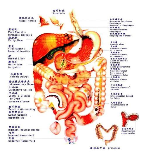 人体内脏位置在哪里？ 人体内脏结构图器官位置