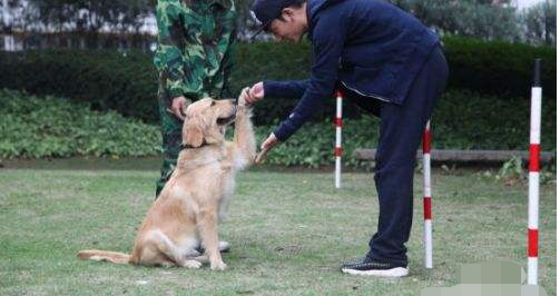 导盲犬是怎么训练的？ 导盲犬是怎么训练