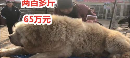 马士提夫犬多少钱一只？ 英国獒犬价格多少钱一只