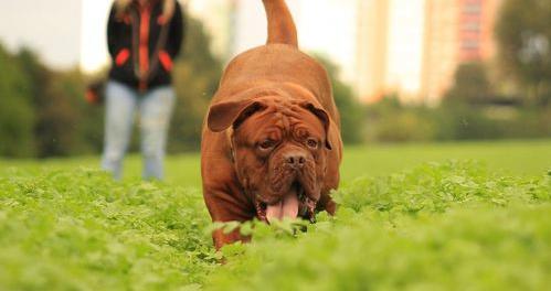 巴哥犬成犬有多大 法国波尔多犬智商