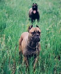 卡斯罗犬和加纳利犬的区别？ 加纳利和卡斯罗区别