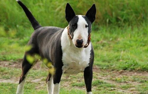 牛头梗属于大型犬还是中型的？ 牛头梗犬凶猛吗