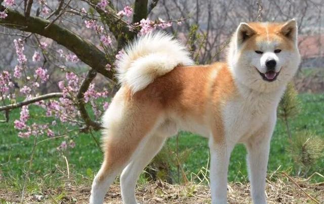 优质秋田犬多少钱一只？ 秋田犬眼泪