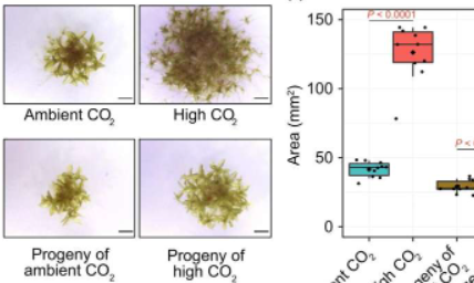 研究揭示植物如何将高二氧化碳的记忆传递给它们的后代