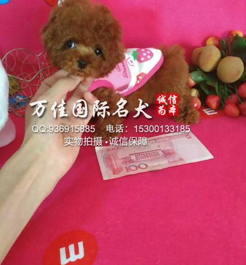 泰迪狗多少钱一只？ 泰迪犬多少钱一只幼崽白色