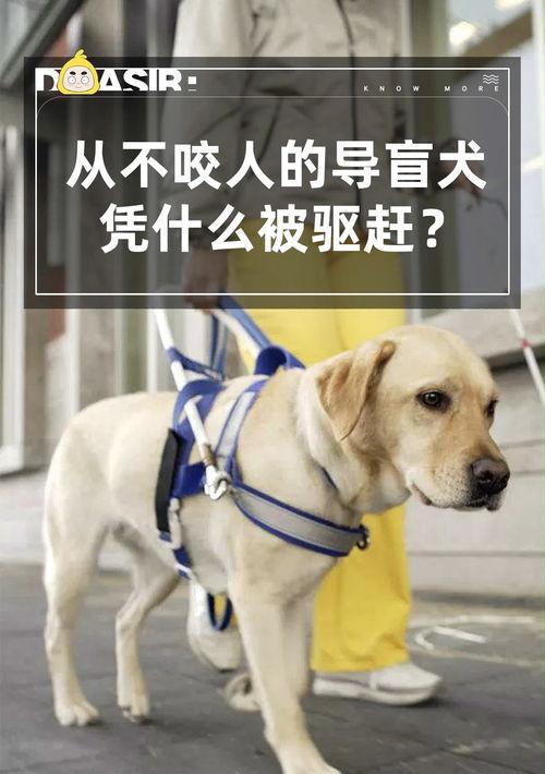 导盲犬的价格是多少？ 导盲犬有多少