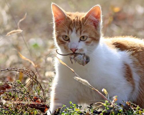 学猫叫能否吓走老鼠？ 宠物猫能吓走老鼠吗