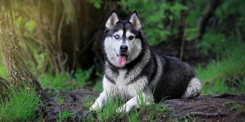 阿拉斯加和哈士奇能配狗吗？ 阿拉斯加犬和哈士奇可以配种吗