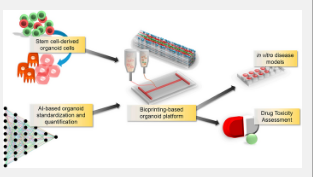 生物打印技术结合人工智能可以获得高质量的体外模型