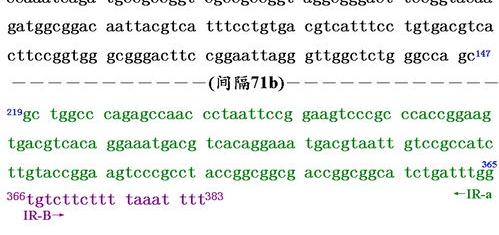 细小病毒B19-IGM(B19-IGM)对BB有什么应响 细小病毒b19igm