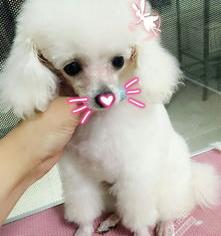 微小茶杯贵宾犬？ 茶杯白色贵宾犬成年