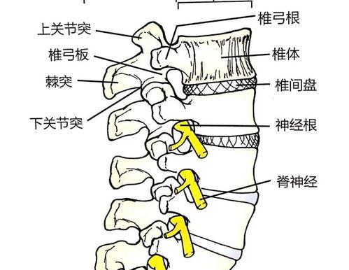 腰椎退行性变怎么治？ 腰椎退行性变