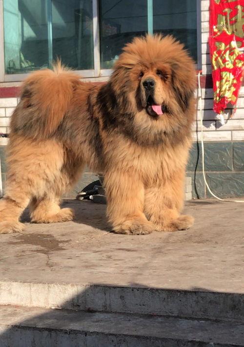 什么叫藏獒？ 藏獒犬的