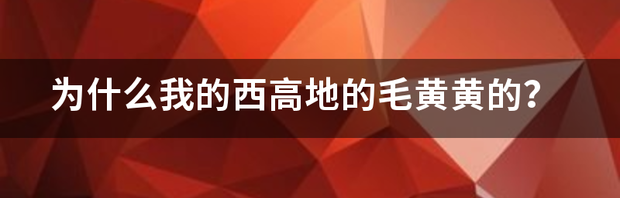 为什么我的西高地的毛黄黄的？ 西高地多久拔一次毛