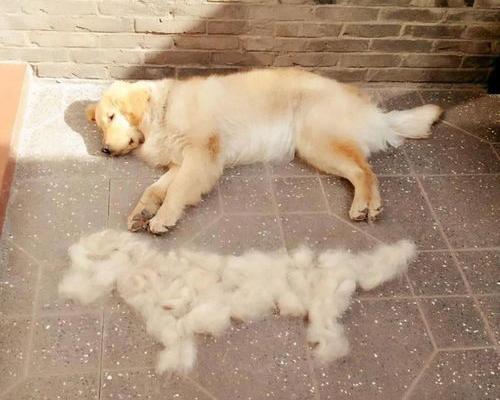 小型犬不掉毛无体味的狗排名 温顺不掉毛的狗排名