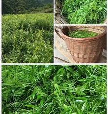 莓茶有什么功效与作用禁用？ 莓茶的作用和功效