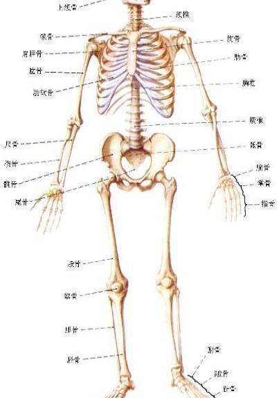 谁有人体骨骼结构图? 人体骨骼结构图