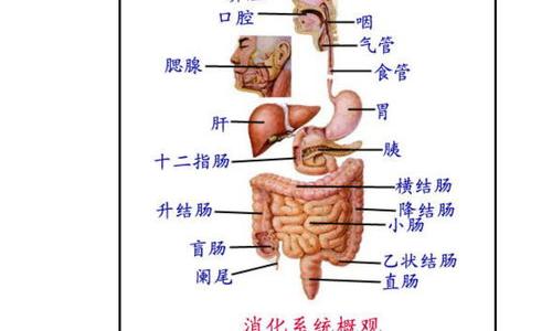 女性肠癌的早期症状？ 女性肠癌六种信号